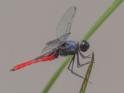 Planiplax sanguiniventris (Mexican Scarlet-tail) male-3.jpg